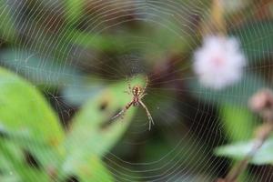 Multi-coloured Saint Andrew Cross Spider photo