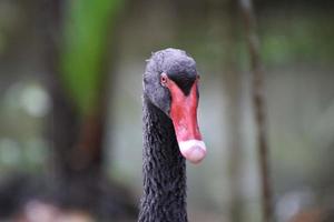 Black Swan in a garden photo