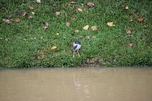 Black crowned night heron by the water photo