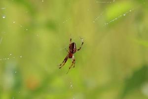 Common Web Spider after the rain photo