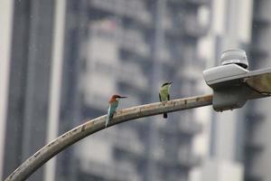 Blue throated bee eater photo