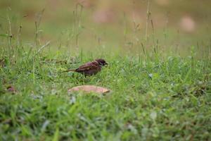 Eurasian Tree Sparrow photo