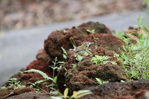 Common Tailorbird in natural environments photo