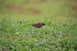 Eurasian Tree Sparrow photo