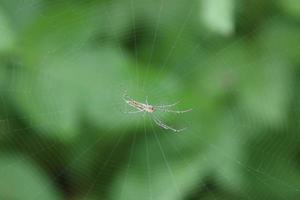 Decorative Silver Orb Web Spider photo