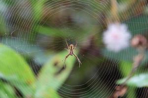 Multi-coloured Saint Andrew Cross Spider photo