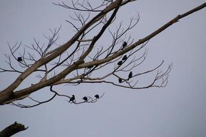 Asian Glossy Starling photo