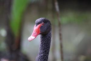 Black Swan in a garden photo