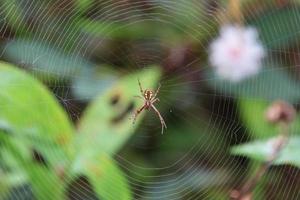 Multi-coloured Saint Andrew Cross Spider photo