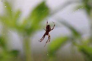 Common Web Spider after the rain photo