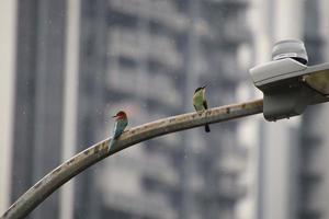 Blue throated bee eater photo