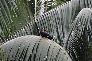 Common Hill Mynah photo