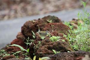 Common Tailorbird in natural environments photo