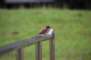 Eurasian Tree Sparrow photo