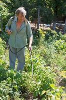 farmer sprays pesticide on potato plantation photo