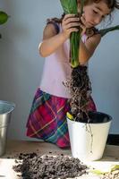 Girl transplants a potted houseplant into a new soil with drainage. Spathiphyllum sensation, potted plant care, watering, fertilizing, sprinkle the mixture with a scoop and tamp it in a pot photo