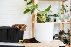 Preparation for the landing and transplanting a home plant Philodendron into a new pot. Caring and reproduction for a potted plant, earth, gloves, scoop photo