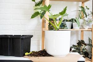 Preparation for the landing and transplanting a home plant Philodendron into a new pot. Caring and reproduction for a potted plant, earth, gloves, scoop photo