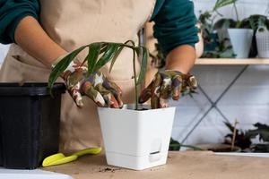 Transplanting a home plant Philodendron into a new pot. A woman plants a stalk with roots in a new soil. Caring and reproduction for a potted plant, hands close-up photo