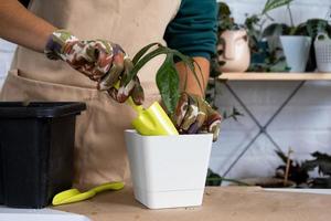 Transplanting a home plant Philodendron into a new pot. A woman plants a stalk with roots in a new soil. Caring and reproduction for a potted plant, hands close-up photo