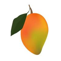 fruta de verano de mango aislada sobre fondo blanco para el diseño vector