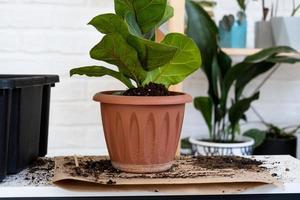 Transplanting a home plant Ficus lyrata into a new pot. A woman plants in a new soil. Caring and reproduction for a potted plant, hands close-up photo