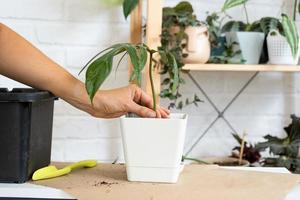 Transplanting a home plant Philodendron into a new pot. A woman plants a stalk with roots in a new soil. Caring and reproduction for a potted plant, hands close-up photo