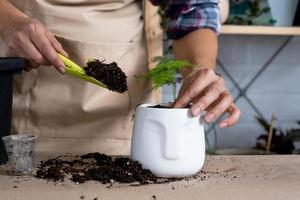 Transplanting a home plant asparagus into a pot with a face. A woman plants a stalk with roots in a new soil. Caring for a potted plant, hands close-up photo