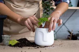 Transplanting a home plant asparagus into a pot with a face. A woman plants a stalk with roots in a new soil. Caring for a potted plant, hands close-up photo