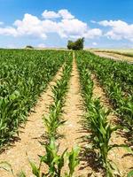 corn plantation under blue sky in Picardy photo