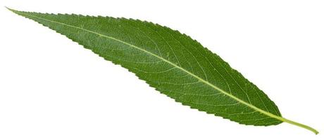 green leaf of crack willow isolated photo