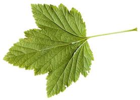 back side of green leaf Blackcurrant plant photo