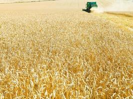 harvesting in field of ripe wheat photo