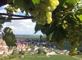 hermoso paisaje de viñedos cerca de neustadt an der weinstrasse en alemania foto