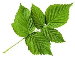 twig with green leaves of Raspberry plant photo