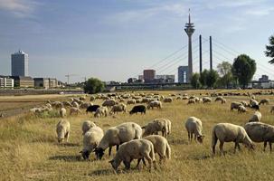 rebaño de ovejas pastando en un campo seco en dusseldorf, alemania foto