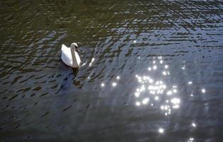 Swan on a canal in Amsterdam with glistening water photo