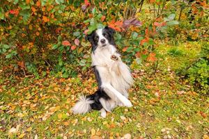 Funny smiling puppy dog border collie playing jumping on fall colorful foliage background in park outdoor. Dog on walking in autumn day. Hello Autumn cold weather concept. photo