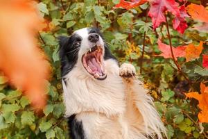 Puppy dog border collie with funny face playing jumping on fall colorful foliage background in park outdoor. Dog on walking in autumn day. Hello Autumn cold weather concept. photo