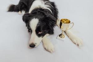 Cute puppy dog border collie lying with gold champion trophy cup isolated on white background. Winner champion funny dog. Victory first place of competition. Winning or success concept. photo