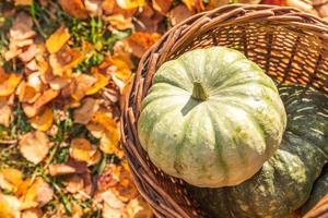 Autumnal Background. Autumn fall pumpkins in basket on dried fall leaves, garden outdoor. October september wallpaper Change of seasons ripe organic food concept Halloween party Thanksgiving day. photo