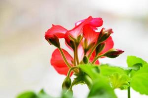 Red geraniums bloom on the window. Red house geranium. Pelargonium hortorum. photo