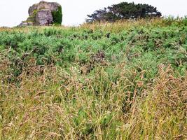 green moorland on coast of English Channe photo