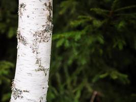 white trunk of birch tree and blurred green spruce photo