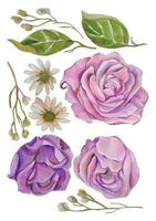 watercolor rose flower elements vector