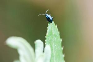 Escarabajo de hoja de aliso de cerca foto