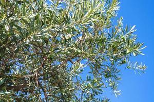 branch of olive tree and blue sky in Crimea photo