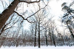 oak trees on meadow covered with snow in park photo