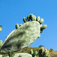 green leaf of opuntia cactus in summer day photo