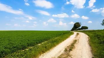 camino rural a lo largo del campo verde de alfalfa en francia foto